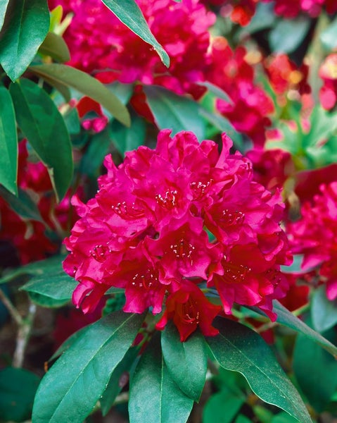 Rhododendron Hybr. 'Renata', Rhododendron, rot, 30–40 cm
