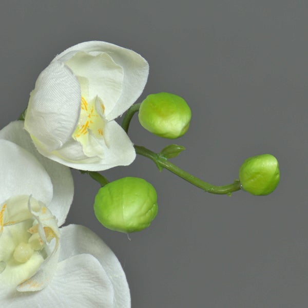 Nahaufnahme einer weißen Phalaenopsis Orchidee mit gelben Akzenten an einem grünen Stängel.