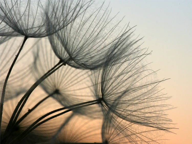 Nahaufnahme von Löwenzahnsamenständen