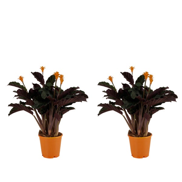 Bloomique - 2er Set - Calathea Crocata - Korbmarante - Zimmerpflanzen - Pflegeleicht - Luftreinigend - Höhe 40-50 cm - Topf 14 cm