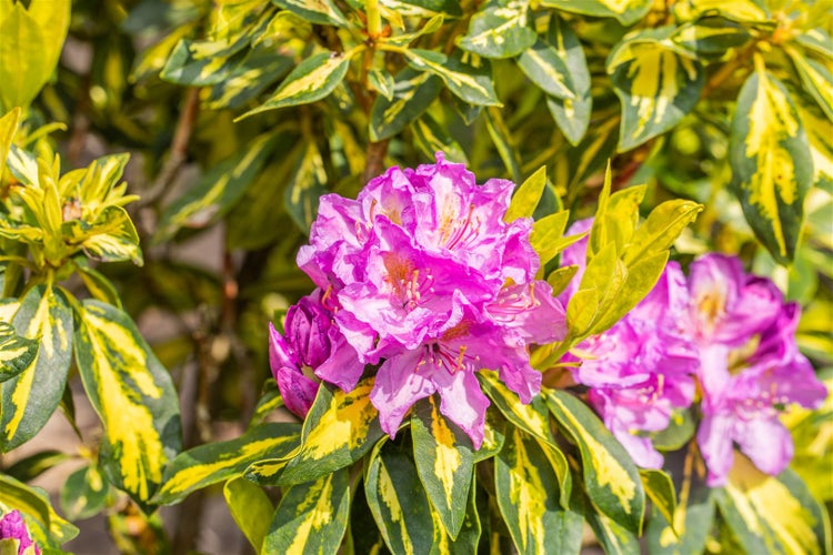 Rhododendron Hybr. 'Goldflimmer', gelb-grün panaschiert, 40–50 cm