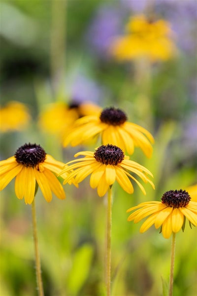 Rudbeckia fulgida var. speciosa, Sonnenhut, gelb, ca. 9x9 cm Topf