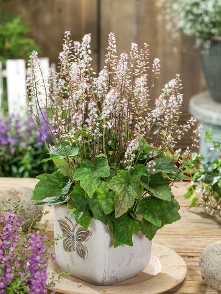 Tiarella wherryi, Schaumblüte, ca. 9x9 cm Topf, zierlich