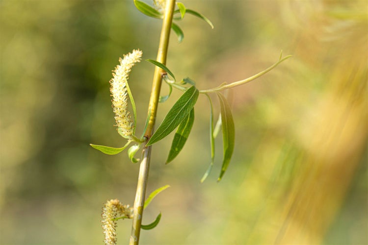 Salix alba 'Tristis', Trauerweide, gelbgrün, 80–100 cm