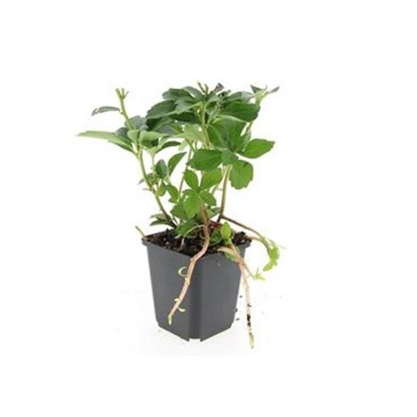 Bodendecker - Schattengrün - Dickmännchen - Pachysandra terminalis - 9cm Topf - Set mit 40 Pflanzen