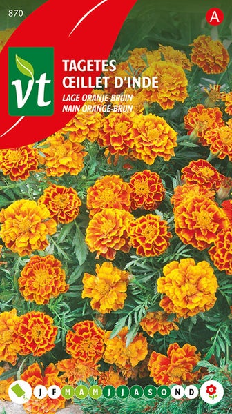 Tagetes Samen, niedrige orangebraune Sorte