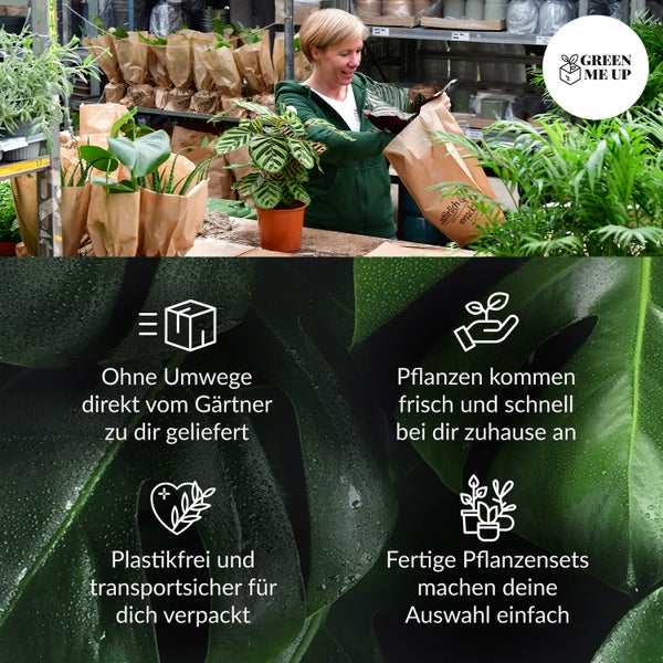 Büropflanzen Hydro Set Sideboard Sansevieria | 3er Hydrokultur Set mit Pflanzgefäß in weiß mit Gießhilfe| pflegeleichte Zimmerpflanzen
