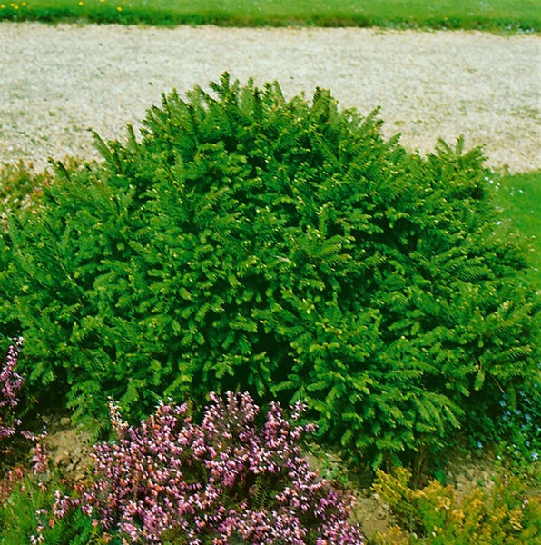 Im Bild ist ein grüner Strauch im Garten zu sehen.