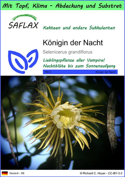 SAFLAX Garden to go - Königin der Nacht - Selenicerus grandiflorus - 40 Samen - Mit Topf, Klima - Deckel und Anzuchtsubstrat