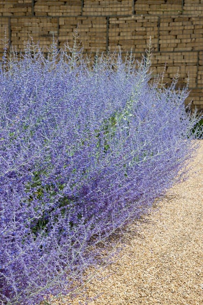 Perovskia atriplicifolia 'Blue Spire', Silberstrauch, blau, 40–60 cm