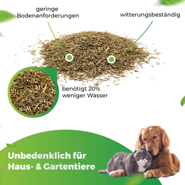 Greenyp Sunny I Dürreresistenter Trockenrasen I 5kg für 200m² I Grassamen Rasensamen Rasensaat Gras Nachsaat schnellkeimend