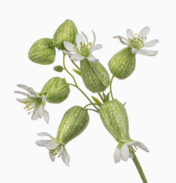 Künstlicher Zweig Taubenkropf-Leimkraut mit grünen, aufgeblasenen Kelchen und weißen Blüten