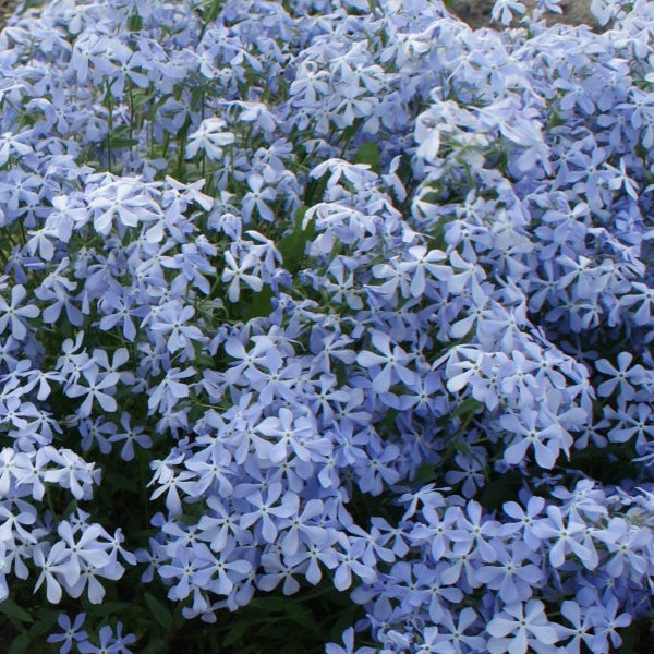 Nahaufnahme von kriechendem Phlox