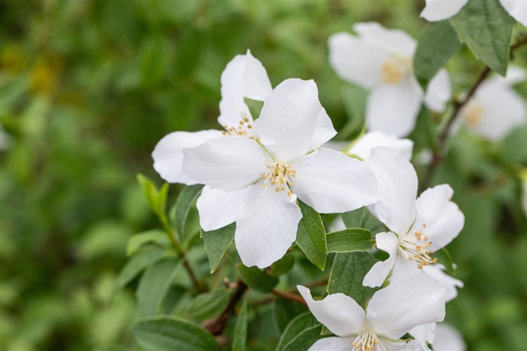 Philadelphus 'Manteau d'Hermine', Duftjasmin, weiß, 40–60 cm