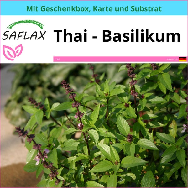 SAFLAX Geschenk Set - Thai - Basilikum - Ocimum basilicum - 200 Samen - Mit Geschenkbox, Versandaufkleber, Geschenkkarte und Anzuchtsubstrat