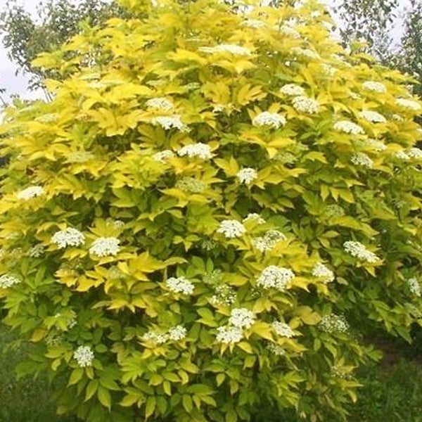 Gelbblättriger Holunder mit weißen Blüten