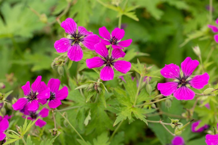 Geranium psilostemon, Armenischer Storchschnabel, leuchtend pink, 2-3 L Container