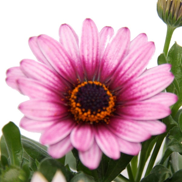 Kapkörbchen - Osteospermum ecklonis - 11cm Topf - Set mit 3 Pflanzen - rosa