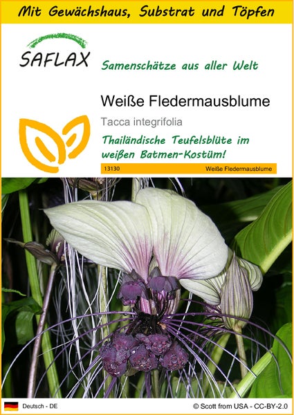 SAFLAX Anzucht Set - Weiße Fledermausblume - Tacca integrifolia - 10 Samen - Mit Mini-Gewächshaus, Anzuchtsubstrat und 2 Töpfen