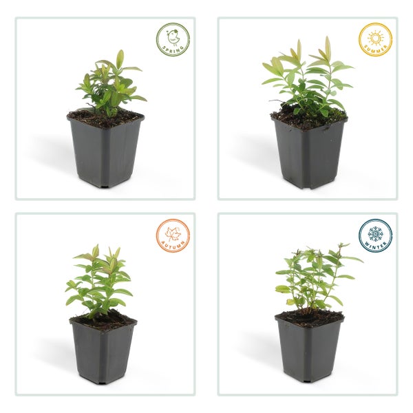 Darstellung einer Pflanze im Topf in den vier Jahreszeiten Frühling Sommer Herbst und Winter.