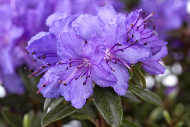 Rhododendron impeditum 'Saint Merryn', Zwerg-Rhododendron, blauviolett, 15–20 cm