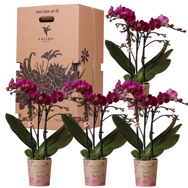 Kolibri Orchids Überraschungsbox einfarbig Pflanzen Vorteilsbox mit 4 verschiedenen Orchideen frisch vom Züchter