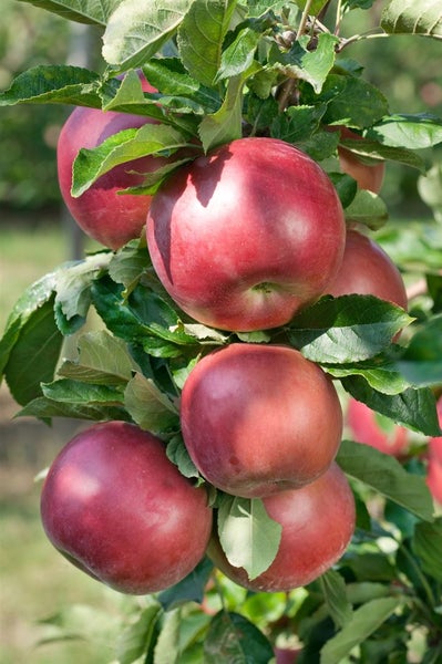 Malus 'Idared', Apfelbaum, 150–200 cm