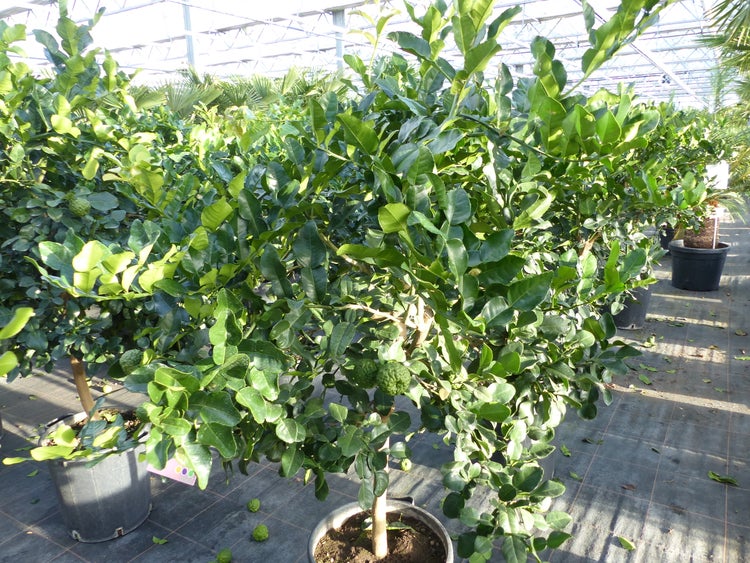 Citrus Hystrix Papeda Combava 180 cm Kaffirlimette Kaffernlimette Zitruspflanze