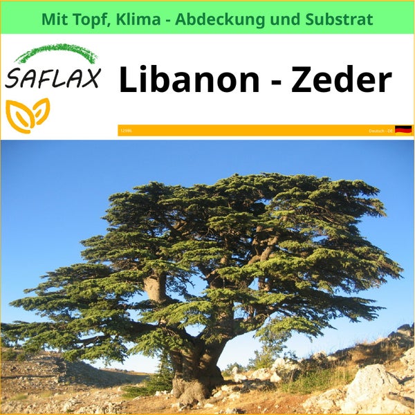 Saflax Libanon Zeder mit Topf, Klimaabdeckung und Substrat