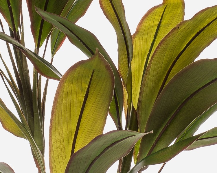 Nahaufnahme einer Zimmerpflanze Cordyline mit länglichen grünen Blättern und dunklen Blatträndern sowie Blattadern.