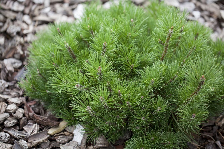 Zwergkiefer im Gartenbeet mit Mulch