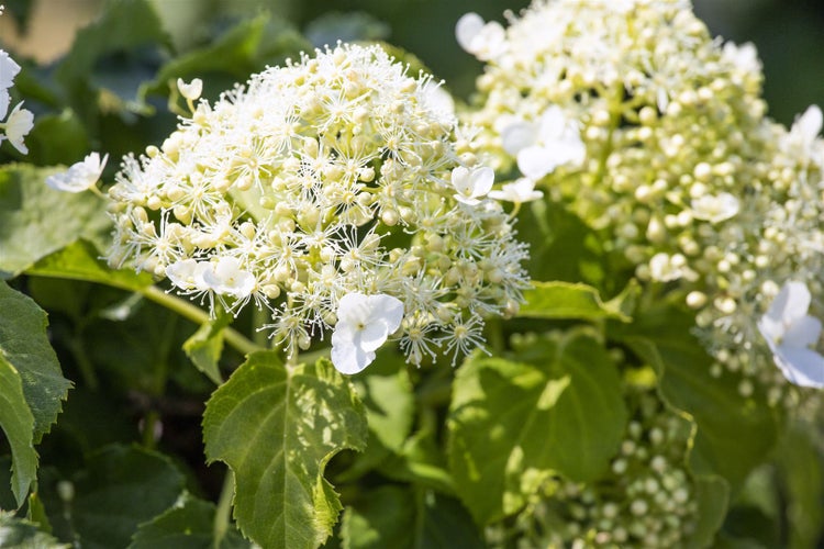 Hydrangea petiolaris, Kletterhortensie, weiß, 125–150 cm