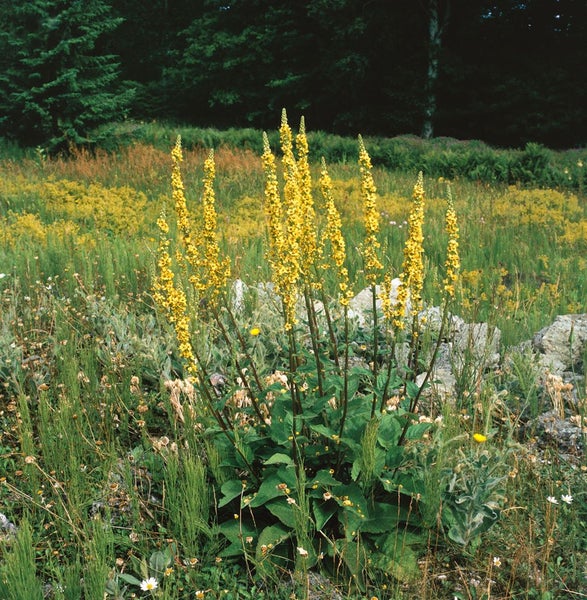 Verbascum nigrum, Schwarze Königskerze, gelb, ca. 9x9 cm Topf
