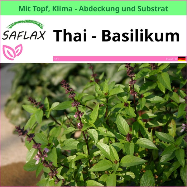 SAFLAX Garden to go - Thai - Basilikum - Ocimum basilicum - 200 Samen - Mit Topf, Klima - Deckel und Anzuchtsubstrat