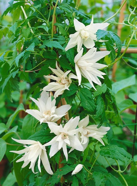 Clematis alpina, Alpen-Waldrebe, blau, 40–60 cm