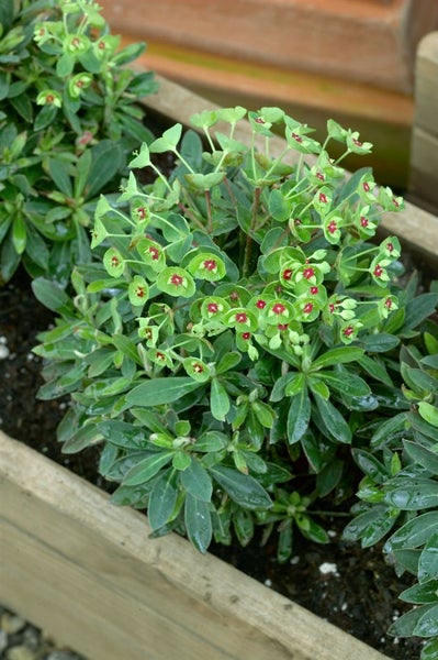 Wolfsmilch in einem Holzkasten