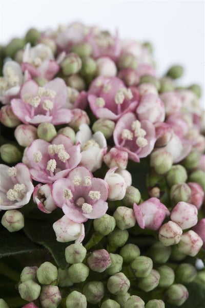 Viburnum tinus 'Eve Price', Lorbeer-Schneeball, immergrün, 30–40 cm