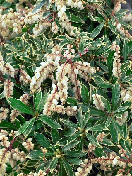 Pieris japonica 'Variegata', Japanische Lavendelheide, bunt, 40–50 cm
