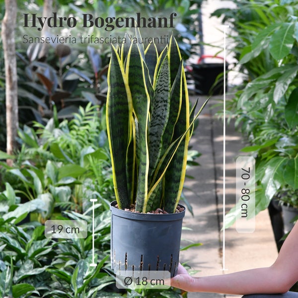 Hydro Bogenhanf Sansevieria trifasciata laurentii im Topf, Höhe 70 bis 80 cm