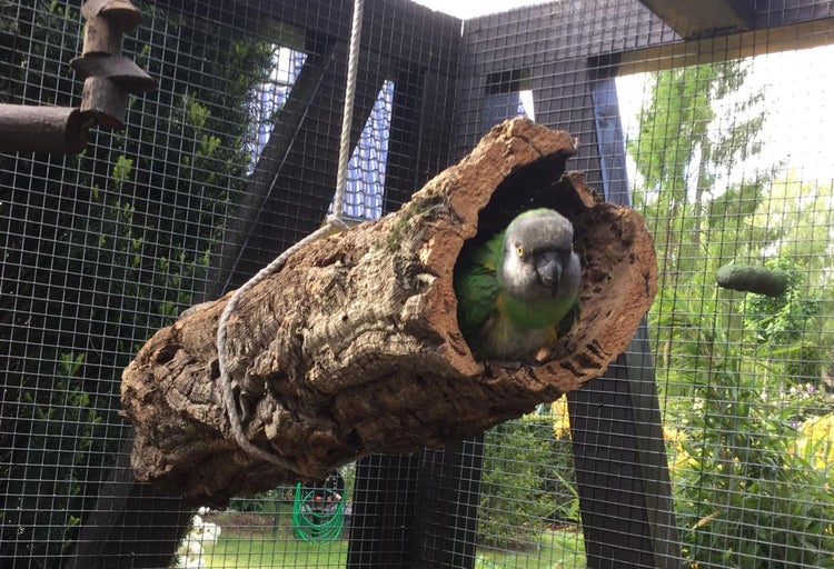 Hängende Korkröhre aus Naturkork in einer Voliere mit einem Papagei.