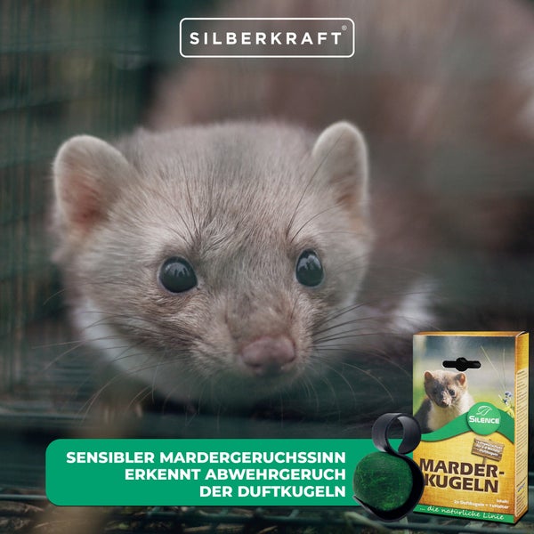 Silence Marder-Duftkugeln zur Marderabwehr im Auto, schützt Motorraum vor Marderschäden an Kabeln, Schläuchen und Dämmung, für PKW, Transporter, inkl. Halter, Langzeitschutz, 2er-Set