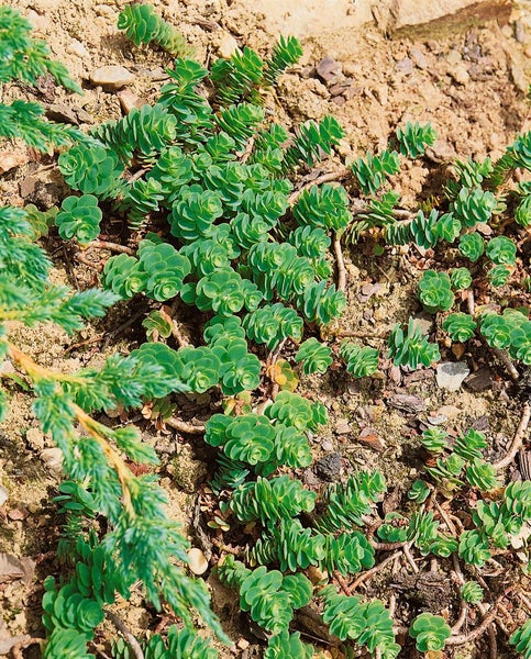 Sedum pachyclados, Teppich-Fetthenne, ca. 9x9 cm Topf, sukkulent