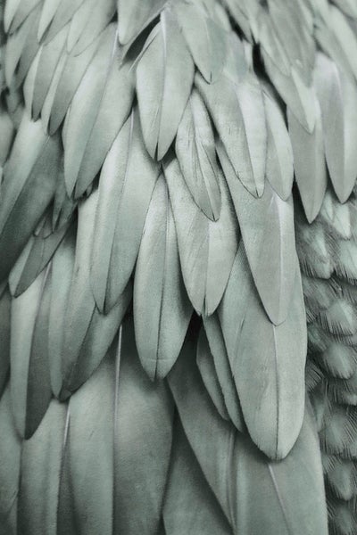 Nahaufnahme von Federn