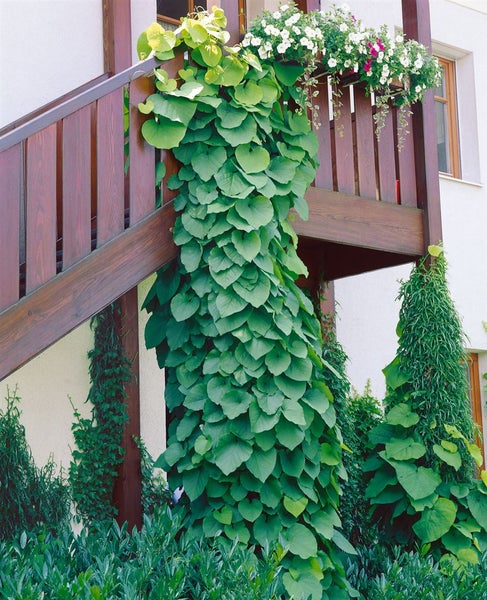 Aristolochia macrophylla, Pfeifenwinde, großblättrig, 40–60 cm