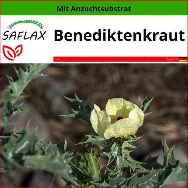 SAFLAX  - Benediktenkraut - Cnicus benedictus - 50 Samen - Mit keimfreiem Anzuchtsubstrat