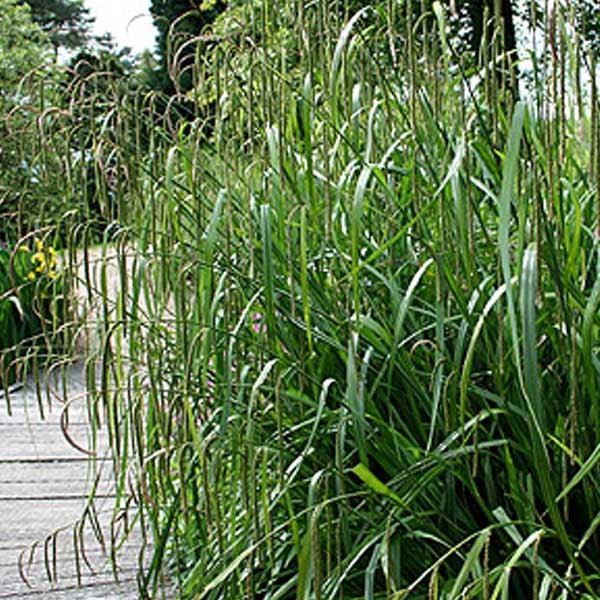 Garten mit Ziergras und Holzweg