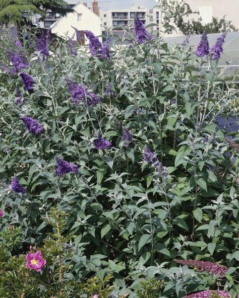 Buddleja 'Lochinch', Schmetterlingsflieder, lavendelblau, 40–60 cm