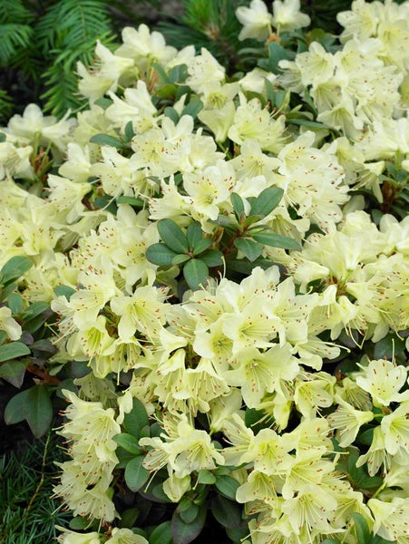 Rhododendron hanceanum 'Princess Anne', gelb, 20–25 cm