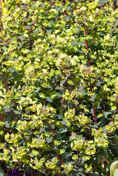 Euphorbia x martinii, Wolfsmilch, grün-rot, ca. 11x11 cm Topf