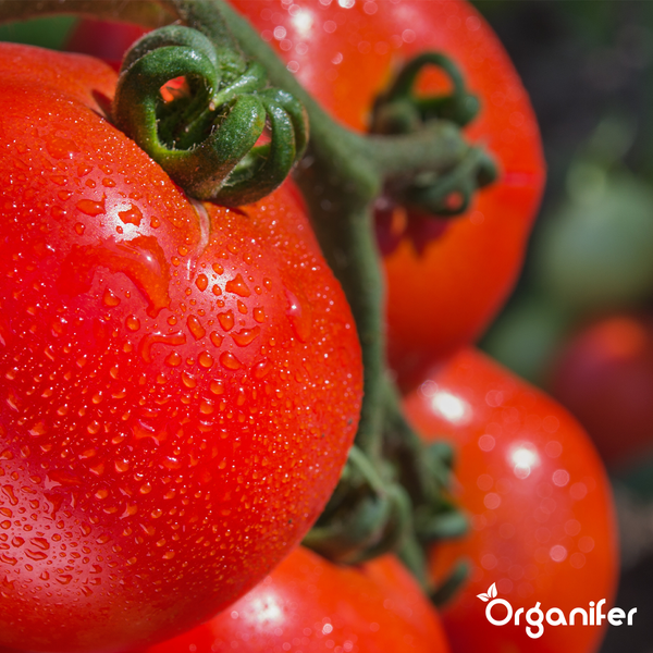 Phytophthora-Konzentrat - 1000 ml für 1000 m2 - Organifer